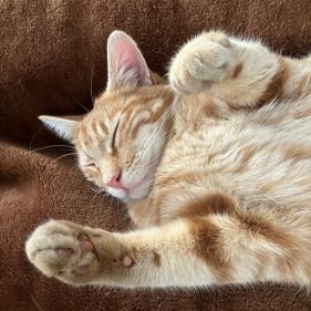 قطة برتقالية لطيفة مستلقية على ظهرها